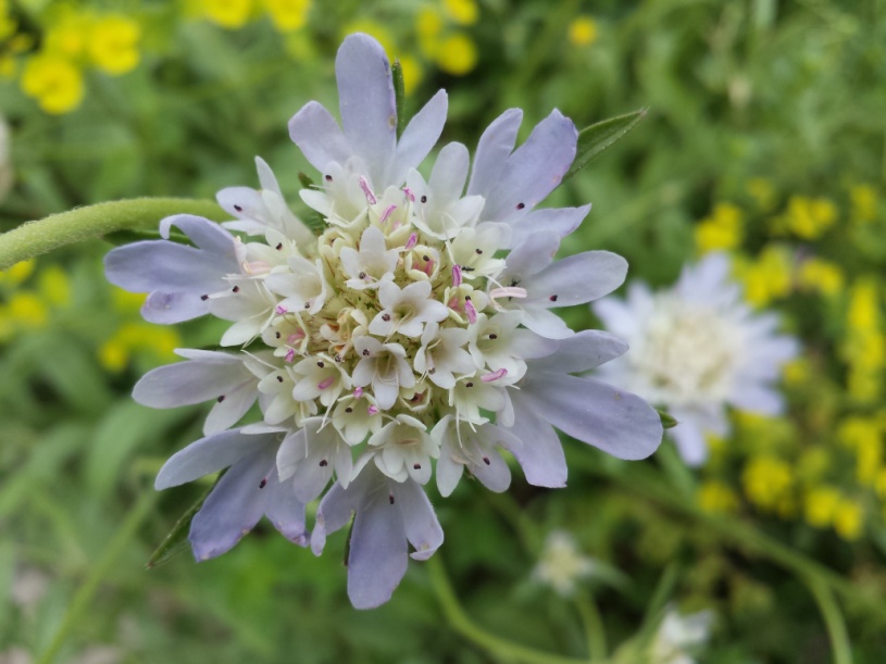 C:'Users'claudia. Claudias-PC-Pictures-SVII Claudi-BilderS7 2017-Camera-20160420_131007.jpg